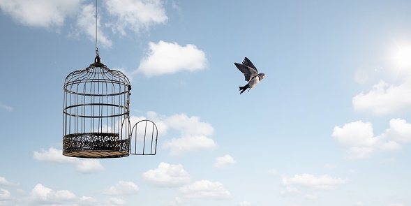 Birds_free_from_cage